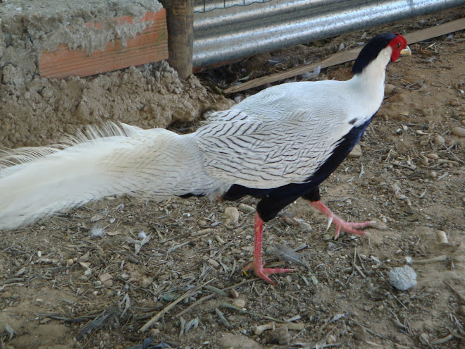 FAISÃO PRATEADO