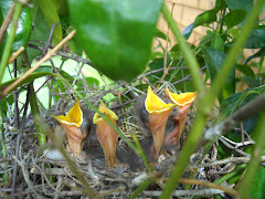 Mockingbirds