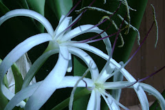 Spider Lily Crinum