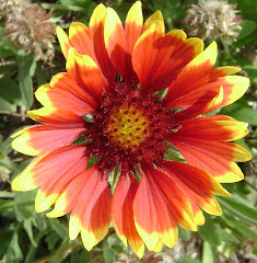 Native Blanket Flower / Gaillardia