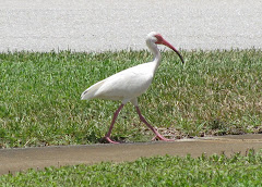 Ibis