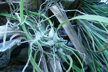 Florida Native Orchid