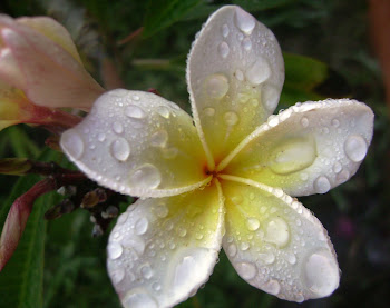 Frangipani / Plumeria