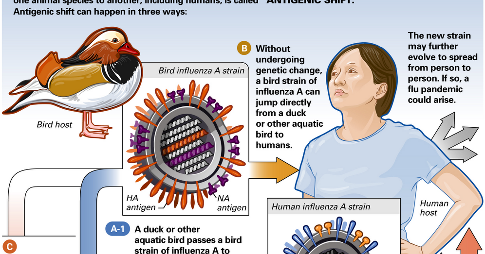 swine virus symptoms Antigenic Shift