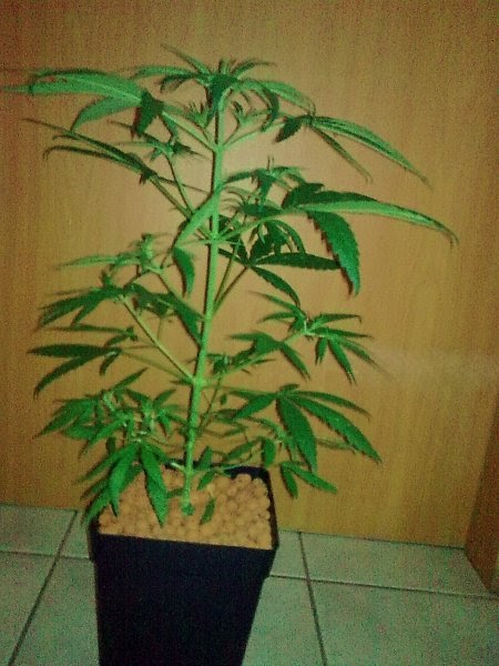 Cannabis Anbauen: Vegetatives Wachstum
