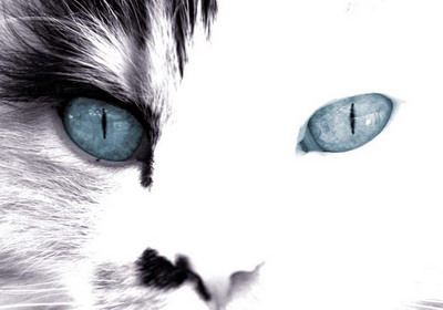 [cat-eyes-green-cute-1.jpg]