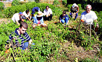 Community gardening: the solution to many problems