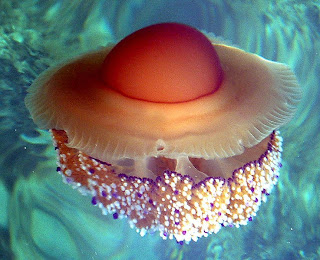 Beautiful_Jellyfish Beautiful_Jellyfish