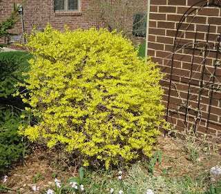 Red House Garden Ode To Abelia