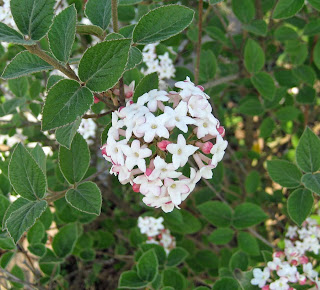 Nature In Humanity Monthly Native Plant Profile 1 Arrowwood