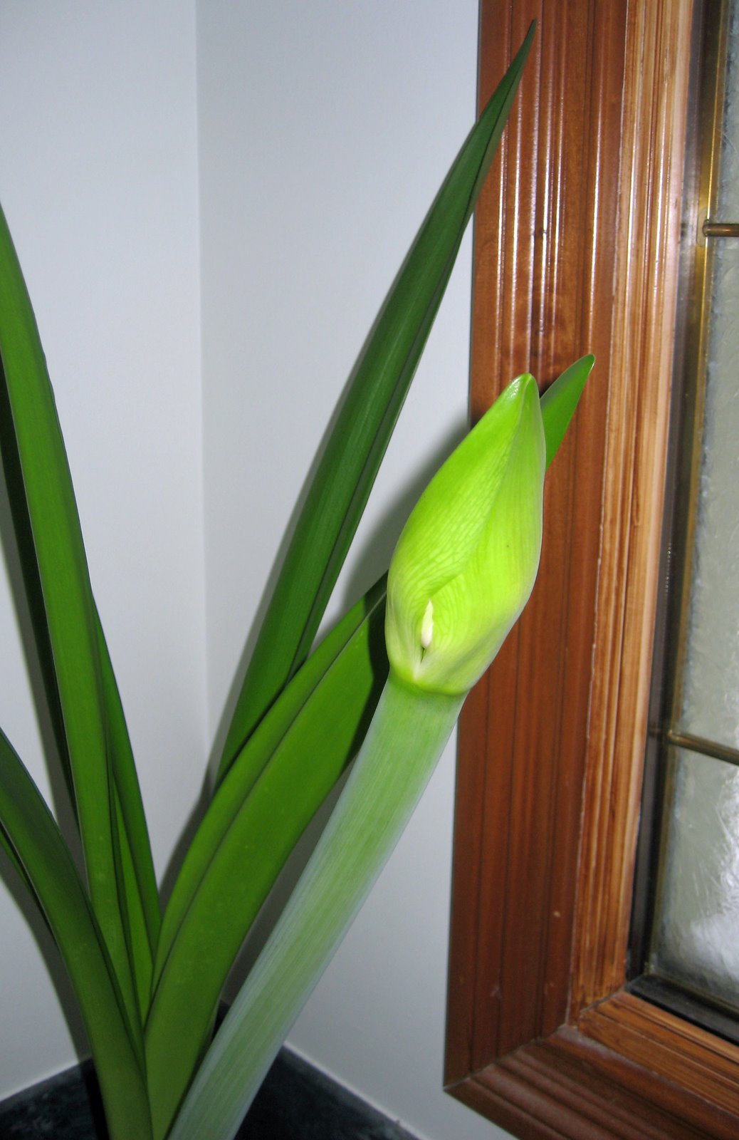 [AmaryllisBlossomPeacockBud.jpg]