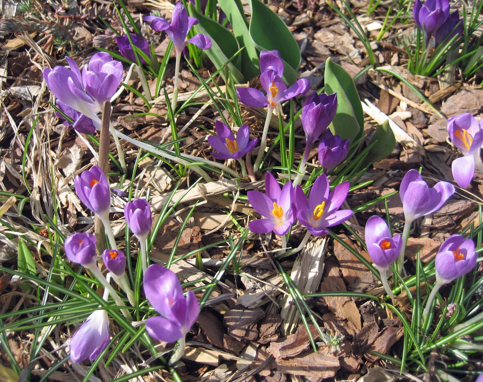 [CrocusBlooms.jpg]