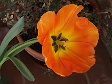 Mi foto
