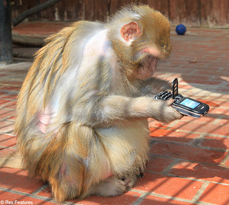 most-intelligent-animals-in-the-world-rhesus-monkey.jpg