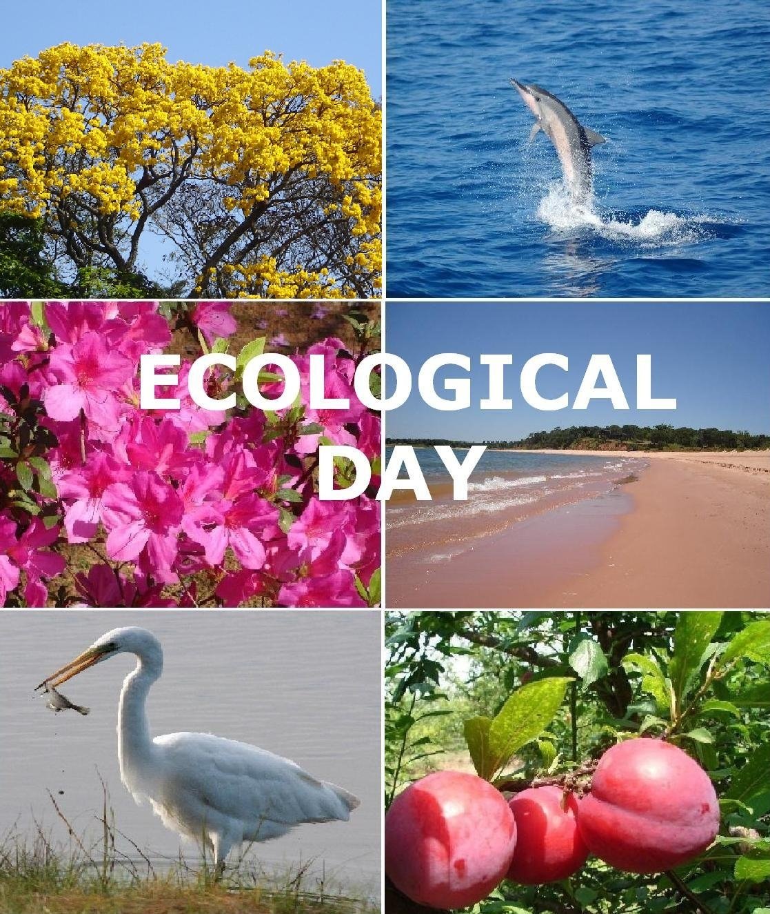 [ECOLOGICAL+DAY.JPG]