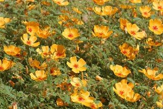 [Arizona-Poppies-close.jpg]