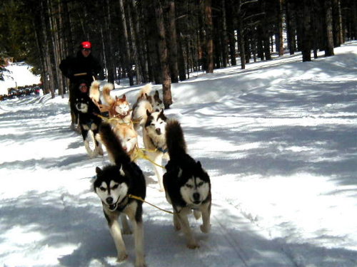 [BreckenridgeDogSledding.jpg]