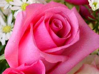 pembe gul inci lay com