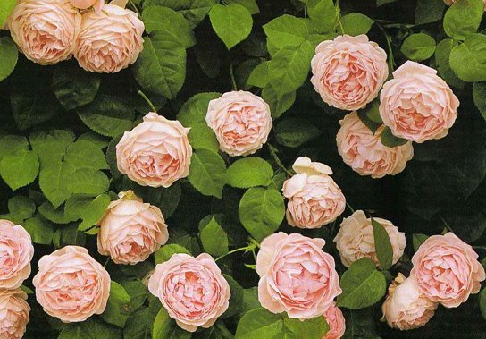 [Unknown+-+Constance+Spry.jpg]