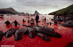 matanza de ballenas
