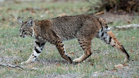another lynx (here, a bobcat)