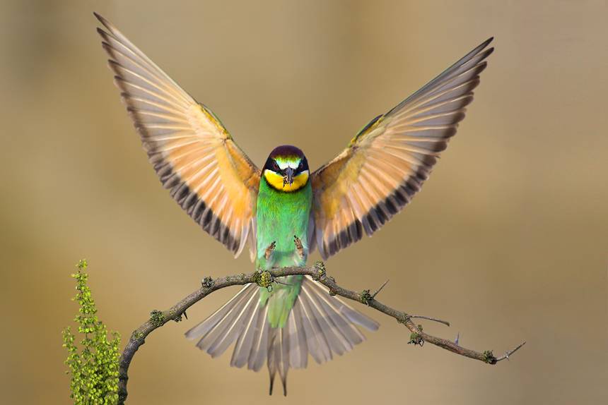 colibri.jpg