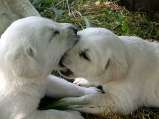 kangal sivas