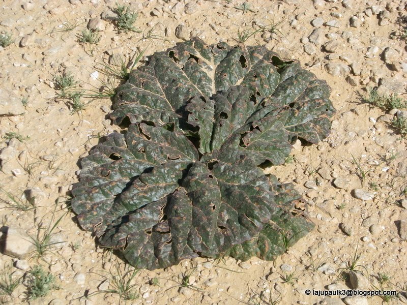 Rheum Palaestinum