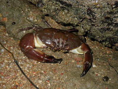 Myomenippe Hardwickii
