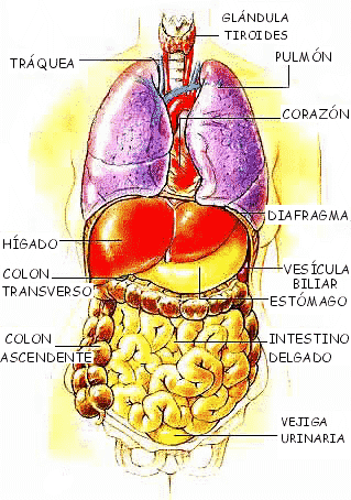 Lminas del cuerpo humano - Guia Sanitaria 72 Lminas del cuerpo humano - Guia Sanitaria 60