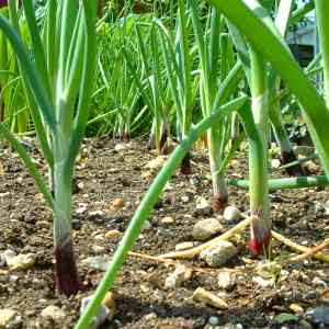 [onion-growing.jpg]