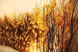Hope for traditional silk farmers