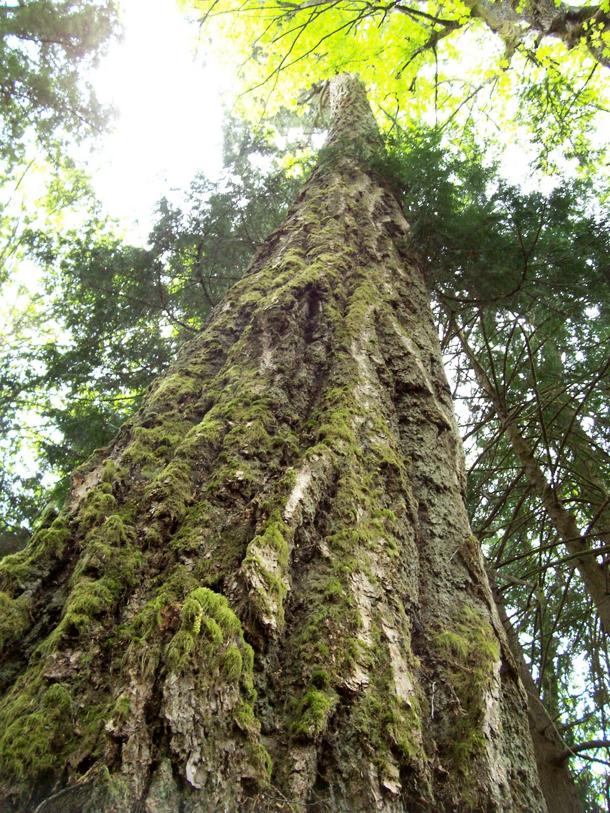 Vancouver Island Big Trees May 2010
