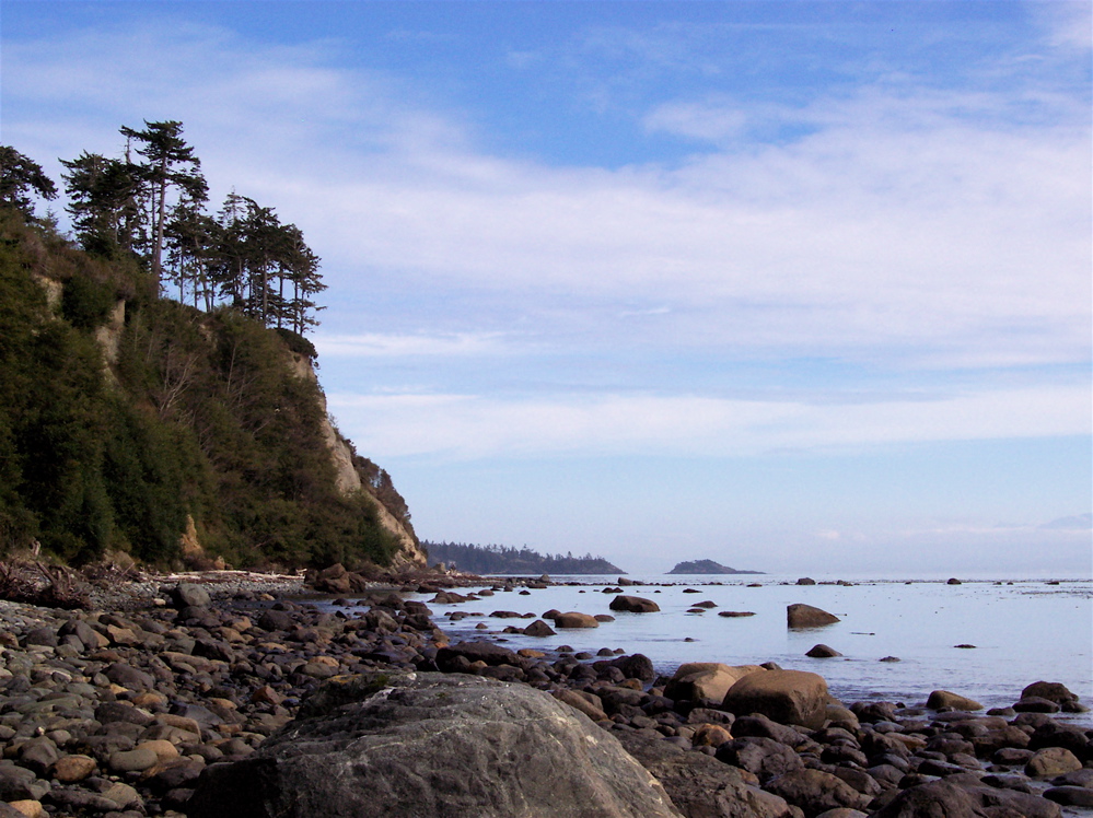 Vancouver Island Big Trees Ella Beach Big Trees On The Edge