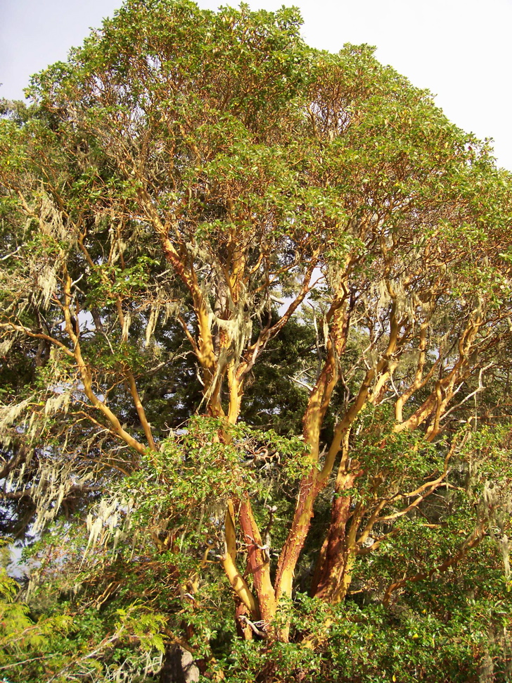Vancouver Island Big Trees Arbutus Canada's Only Native Broadleafed