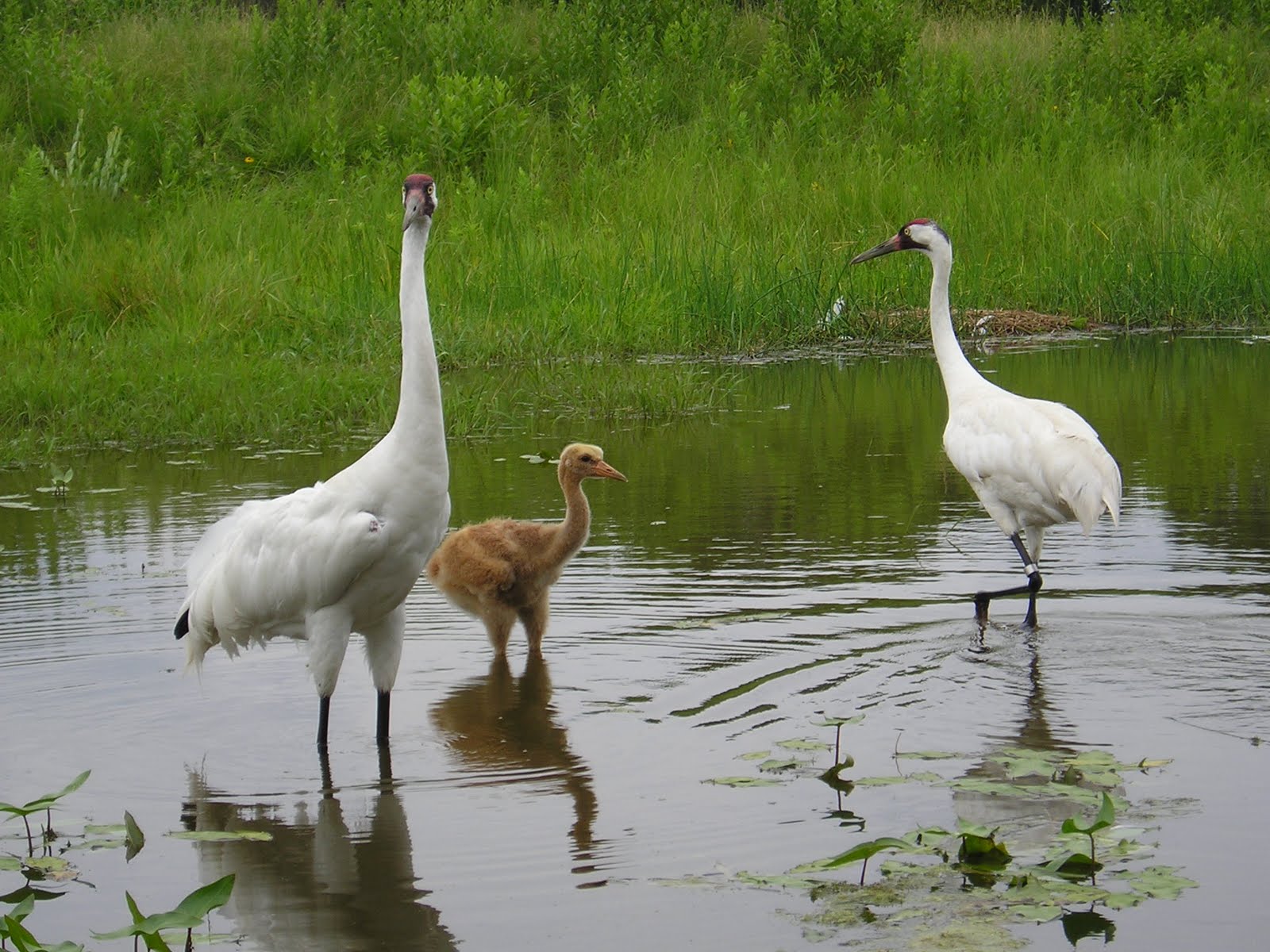 Crane Eggs