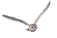 Desert Moon Owls