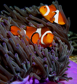 commensalism