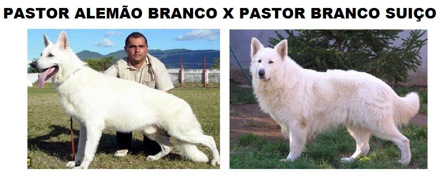 O Pastor Alemão Branco Existe Mesmo? [2021] • Nosso Pastor Alemão