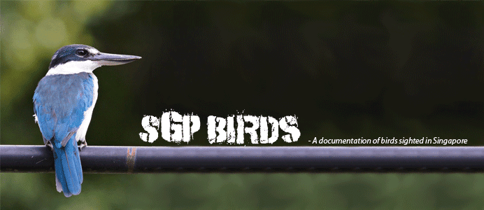 SGP Birds