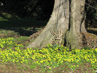 A colony of winter aconites A colony of winter aconites