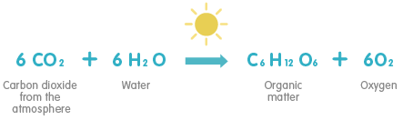 photosynthesis chemical reaction photosynthesis chemical reaction