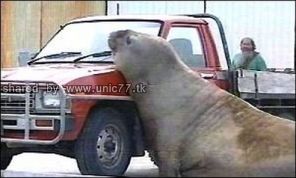 cars_and_animals_640_07.jpg (600×360)