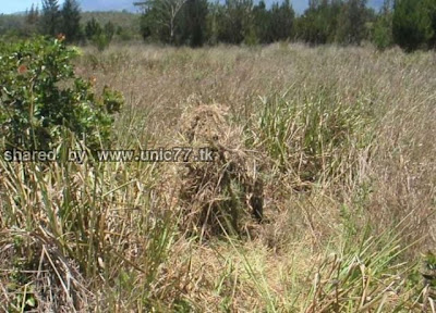 theyre_hiding_640_10.jpg (640×460)