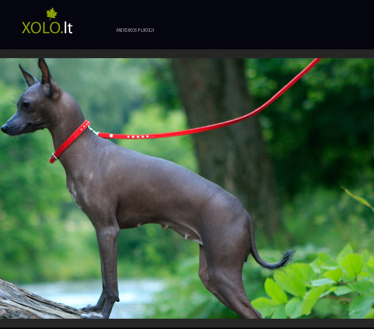 xoloitzcuintli