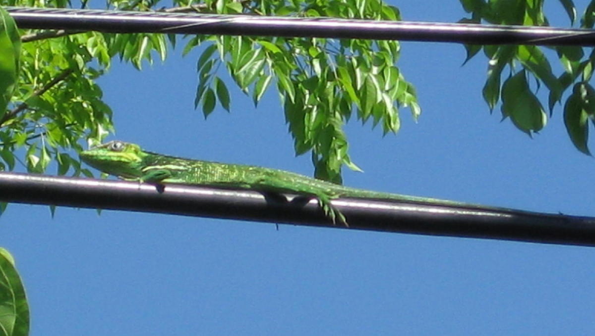 [cuban_anole]