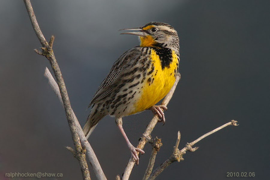 The Backyard Wildbird and Nature Store Nanaimo bird report, September