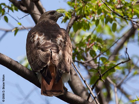 the new york squirrel the hawks are back the new york squirrel the hawks are back
