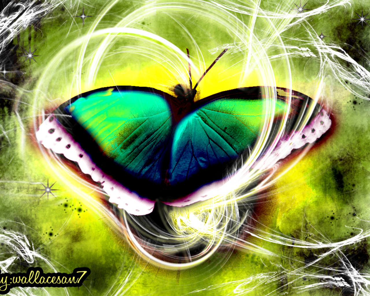 Best Beauiful Butterfly Wallpapers Best Beauiful Butterfly Wallpapers