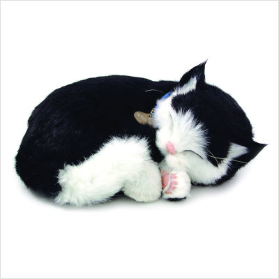 Perfect Petzzz Black and White Domestic Short hair Kitten Perfect Petzzz Black and White Domestic Short hair Kitten